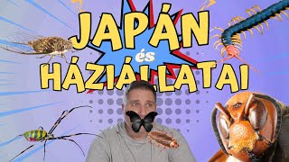 Japán bogarakrovarok  mire számíts ha Japánba jössz [upl. by Haines]