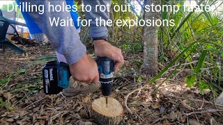 How to make your stump rot faster [upl. by Oicafinob]