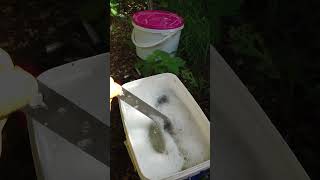 Cleaning Hives tools between the hive How many of you doing same way or different shorts vlog [upl. by Tommi]