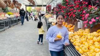 Pumpkin Patch  Schmitts Family Farm  New York  USA  Halloween 2024 [upl. by Cass]