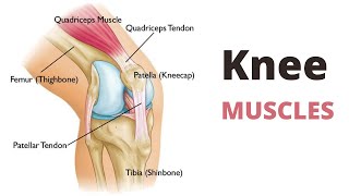 Knee Muscles  ORIGIN  INSERTION  ACTION  NERVE SUPPLY [upl. by Graybill]