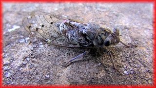 Cicadas sound in Provence Chant des cigales en Provence France HD videoturysta [upl. by Ilram]