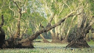 Tour Australia Kakadu National Park [upl. by Eaneg]