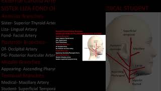 External Carotid Artery Branches Mnemonics [upl. by Yeliah]