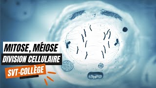 La mitose la méiose et les divisions cellulaires  SVT Collège [upl. by Zachariah]