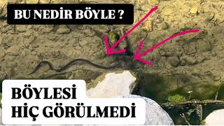 hiç böylesini görmediniz  Su yılanı bakın nasıl [upl. by Sauers]