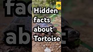 Hidden facts about Tortoise 🐢🔥tortoise factsinhindi shorts ytshorts [upl. by Eatnoled17]