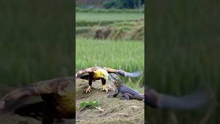 Golden eagle vs lizard eagles birds nature wildlife animals eagle reels bigeagle grayeagle [upl. by Allred]