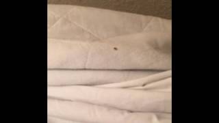 Bed Bugs Yachtsman Resort [upl. by Flavius703]