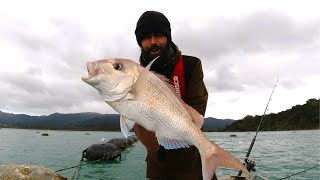 Snapper Shopping at the mussel farm New Zealand fishing [upl. by Langer]