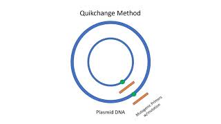 Animation of Four Methods of SiteDirected Mutagenesis [upl. by Nale]