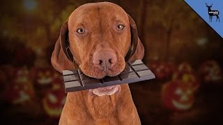 Chocolate Can Kill Your Dog [upl. by Dilaw]