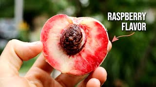 Blood Peaches The Best Peach Youve Never Had  MUST GROW FRUIT TREE [upl. by Aihsal]