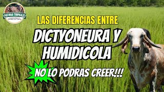 Las diferencias entre Dictyoneura y Humidicola ganaderiacolombiana ganaderoscolombia [upl. by Bernice65]