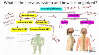 8 1 The Nervous System Structure and Function [upl. by Halda158]