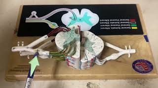 Spinal cord  cross section neuroanatomy model  ospe [upl. by Asira]