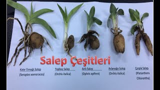 Salep Çeşitleri Bölgemizde yetişen 4 önemli salep bitkisi türü [upl. by Elorak]