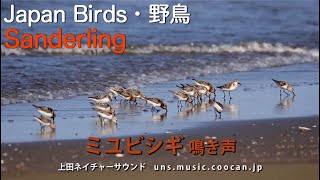 ミユビシギ鳴き声  Sanderling [upl. by Yerfoeg506]