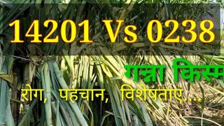 14201 Vs 0238 14201 sugarcane variety [upl. by Aihseit]