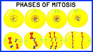 Phases of Mitosis and Cell Division [upl. by Anairb]