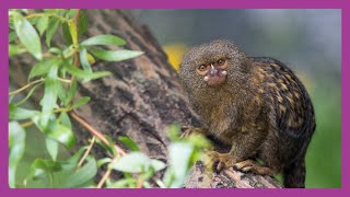 Pygmy Marmoset Monkey [upl. by Yedoc]