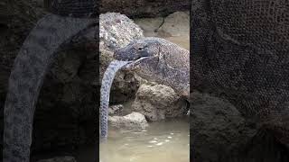 Komodo Dragon Preys On a Large Moray Eel Monster [upl. by Sudhir]