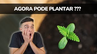 Descriminalizaram o cultivo de até 6 plantas [upl. by Keiko]