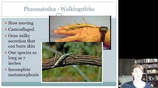 Mantodea Phasmatodea Dermaptera and Psocoptera [upl. by Salomie]