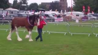 Clydesdale Horses Agricultural Show Perth Perthshire Scotland [upl. by Celinda]