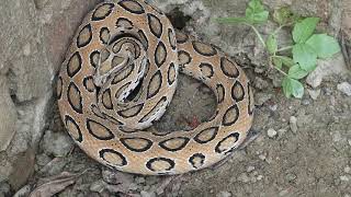 Most Deadliest Snake Sound Russells viper [upl. by Madigan]