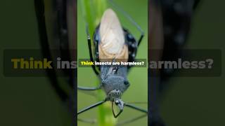 Top 5 Most Dangerous Insects in the World [upl. by Asiel416]