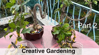 How to Grow Plants in Different Shapes  Balcony Gardening  Creative Gardening  Jharkhand  Plants [upl. by Norrahs]