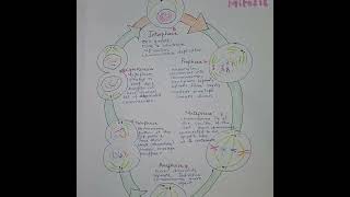 Mitosis Explained Visual summary celldivision diagrammitosis [upl. by Ennavoj367]