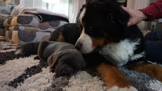 LAB PUPPY MEETS BERNESE MOUNTAIN DOG 5 [upl. by Ogdon]