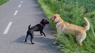 LABRADOR RETRIEVERS VS PATTERDALE TERRIER BSL ESTACADO FELL TERRIERS FIELD HUNTING DOGS GUNDOGS [upl. by Ycrep]