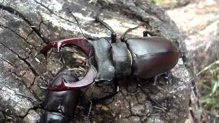 Lucanus cervus cervus  Stag Beetle  HirschkÃ¤fer [upl. by Graniah616]