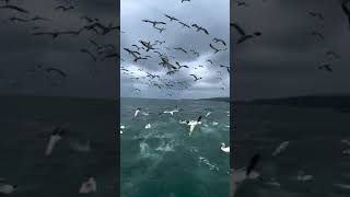 Witness the Northern Gannet’s Spectacular Fishing Technique [upl. by Hinkle]