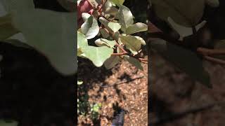 How To Identify Elaeagnus Silverberry hedges shrubs plants landscaping identify howto easy [upl. by Merlina]