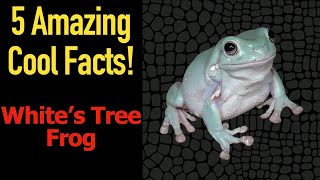 5 Fascinating Facts About Whites Tree Frogs [upl. by Esialb]