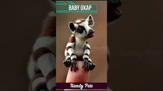 Small Baby 🍼 Okap shorts ytshorts trendingshorts viralshorts handypets [upl. by Asert]