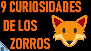 9 Datos curiosos de los Zorros [upl. by Zat]