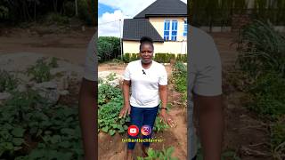 Here is how you can grow beans in simple steps howtogrowafricancropsabroad gardening [upl. by Lerrehs]