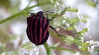 Graphosoma rubrolineatum the Milanista Shield Bug アカスジカメムシ＠ドクゼリ [upl. by Malone]