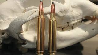 7mm Rem Mag vs 300 Win Mag Ultimate Showdown [upl. by Ailiec]