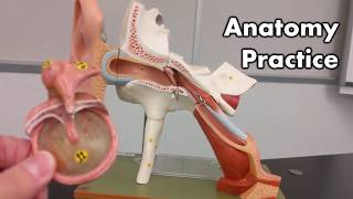 Ear Anatomy  Review and Quiz [upl. by Fonda]