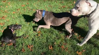 Dogo Argentino vs Pitbull vs Patterdale Terrier  Backyard fun [upl. by Hamitaf]