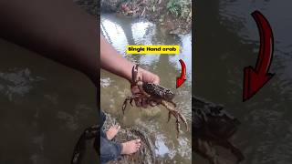 Crab Surviving His Life With Single Hand viralvideo crab shortsvideo [upl. by Lyrrehs]