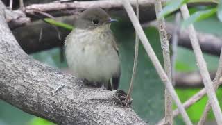 台灣鳥類 birds  黃眉黃鶲Ficedula narcissina （female 鶲科Muscicapidae [upl. by Ray307]