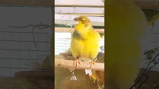 Gloster Canary Singing for the first time in a while 😄canarybirdsinging yt singingbirds shorts [upl. by Intyrb]