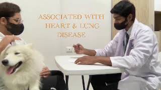 Anamnesis Of Clinical Diagnosis  Dyspnea In Dogs  Arunesh Balakrishnan [upl. by Thgirw]